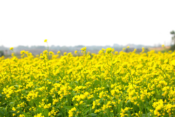 Obraz premium Mustard Flowers in mustard field, Mustard growing in field