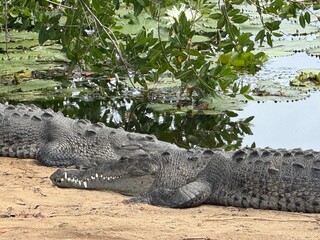 2 crocodiles on river bed with lotus flower