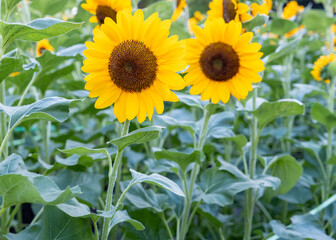 Close-up a sunflower with selective focus