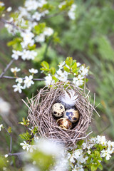 Natural background with a nest in flowering branches.