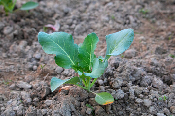 Cauliflower seedling in field, Cauliflower plants in field