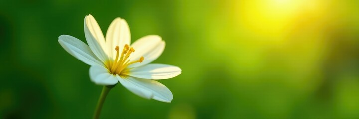 Flor de lirio blanco iluminada por la luz del sol, verde, luz natural, sol