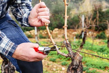 Close-up of the hands of the winemaker pruning the vineyard with professional steel scissors....