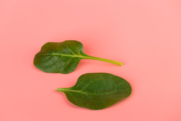 close-up soft pink background green spinach leaves high energy content healthy wholesome food...