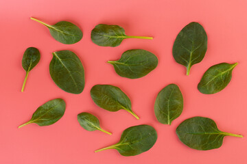 top shot close-up soft pink background green spinach leaves high energy content healthy wholesome food spring salad veins in leaves vegan food