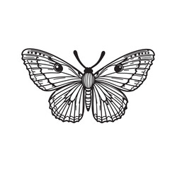 moth isolated line art vector on white background