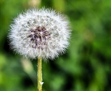 Close-up of a dandelion seed head - Powered by Adobe