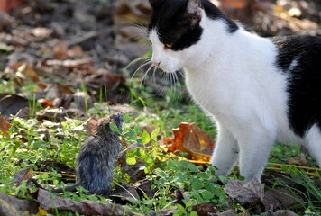 The cat is playing with a caught rat.