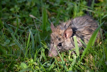 big rat in the grass