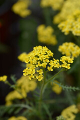Milly Rock Yellow Terracotta Yarrow flowers