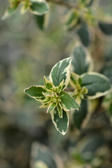 Glossy abelia Magic Daydream leaves