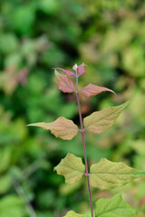 Beauty bush Pink Cloud leaves