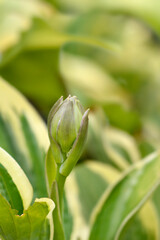 Hosta Austin Dickinson flower bud