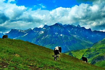 Obraz premium Austrian Alps - view of the Omeshorn and Roggalspitze mountains near the town of Warth in the Lechtal Alps