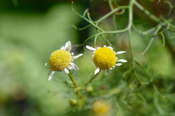 Common chamomile flowers
