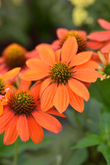 Coneflower Sombrero Adobe Orange flowers