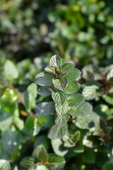 Bergamot mint leaves