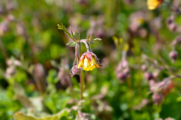 Geum Golden Joy flower