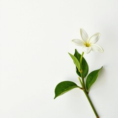Fototapeta premium Single jasmine stem against a bright white background, isolated, jasmine, bloom