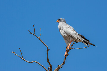 South Africa, Botswana, Kgalagadi Transfrontier Park, Pale Chanting Goshawk (Melierax canorus)