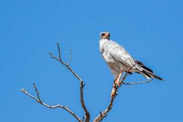 South Africa, Botswana, Kgalagadi Transfrontier Park, Pale Chanting Goshawk (Melierax canorus)