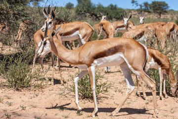 South Africa, Botswana, Kgalagadi Transfrontier Park, Springbok (Antidorcas marsupialis)