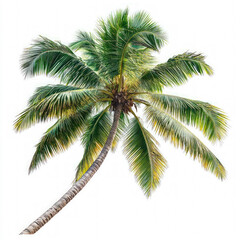 Coconut Tree Isolated