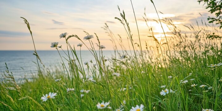 Coastal landscape with grass and sea water beach. Ocean horizon background.