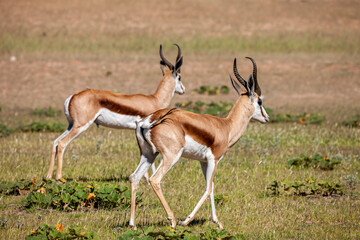 South Africa, Botswana, Kgalagadi Transfrontier Park, Springbok (Antidorcas marsupialis)