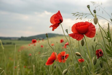 Obraz premium Red poppies unfolding in a delicate watercolor style, , watercolor flowers, elegant design, artistic technique