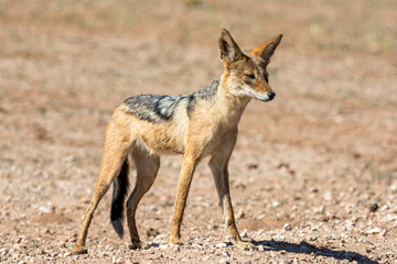 South Africa, Botswana, Kgalagadi Transfrontier Park, Black-backed Jackal (Canis mesomelas)