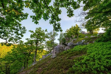Spring mountain green forest illuminated by the sun. Green forest scenery with rocks. Mountain spring hiking, lush green landscape.