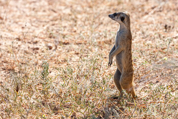 South Africa, Botswana, Kgalagadi Transfrontier Park, Meerkat - Suricate (Suricata suricatta)