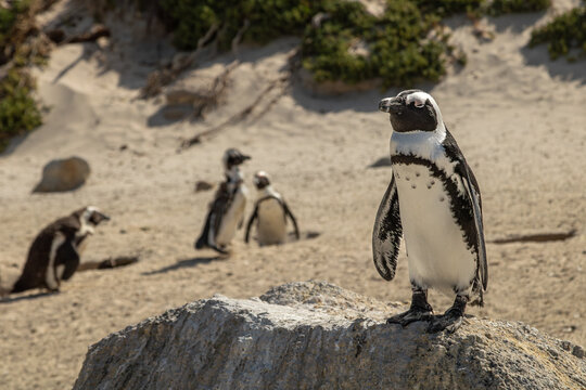 Pinguim africano sobre rocha com outros pinguins ao fundo na praia