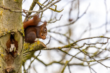 Eichhörnchen