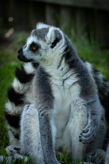 Lemur Katta
