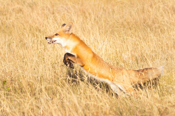 A wild red fox running through a field in Colorado.