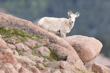 A wild mountain goat on the top of Pikes Peak in Colorado.