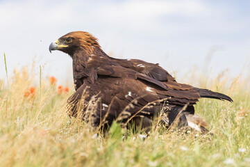 A wild golden eagle in a field in Colorado.