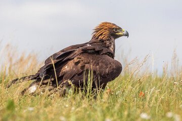 A wild golden eagle in a field in Colorado.