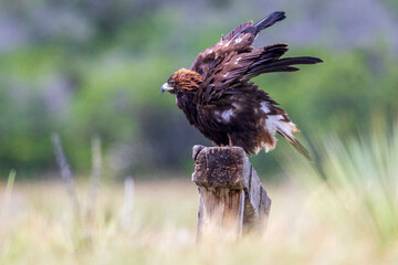 A wild golden eagle in a field in Colorado.