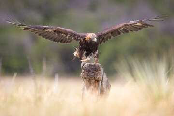 A wild golden eagle in a field in Colorado.