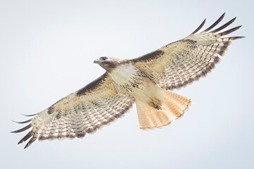 Fototapeta premium A wild red-tailed hawk flying over a field in Colorado.