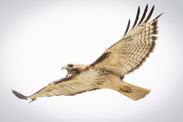 A wild red-tailed hawk flying over a field in Colorado.
