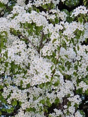 white flowers in the garden