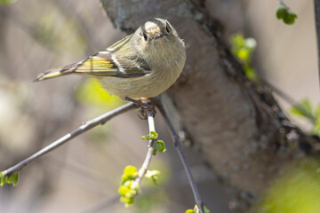A wild ruby-crowned kinglet perched in a tree in Magee Marsh Wildlife Area in Ohio.