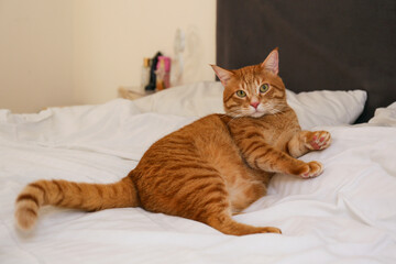 Tabby red cat on bed looking at the camera. Copy space for text.