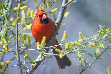 A wild northern cardinal perched in a tree in Ohio.