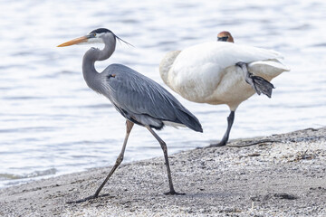 A wild great blue heron fishing along a stream in Magee Marsh Wildlife Area in Ohio.