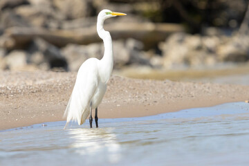 A wild great egret fishing along a stream in Magee Marsh Wildlife Area in Ohio.